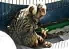 動物図鑑・コモンマーモセットの写真 7